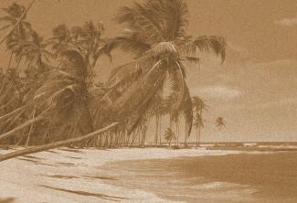 beach palm trees (3)